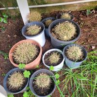 polloni cuscino della suocera