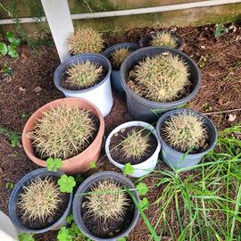 polloni cuscino della suocera