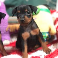 Pinscher