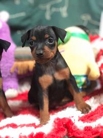 Pinscher
