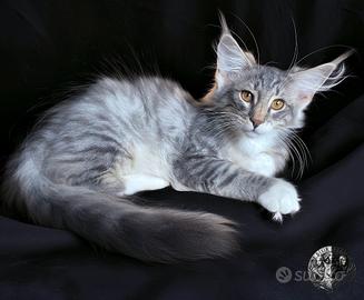Cucciolo gattino di gatto norvegese delle foreste