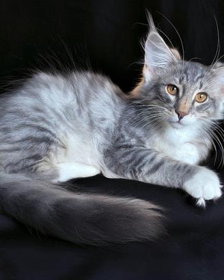 Cucciolo gattino di gatto norvegese delle foreste