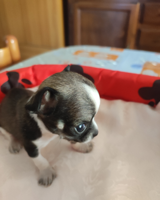 Chihuahua
