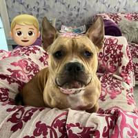 Cucciolona di American bully