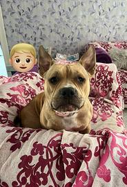 Cucciolona di American bully