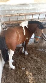 Cavallo pony