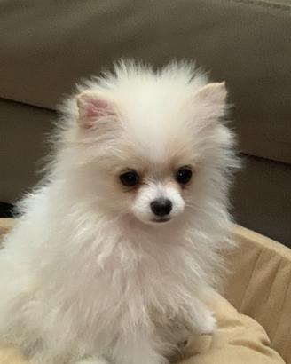 Pomerania