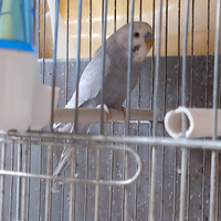 Cocorite adulte maschi