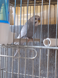 Cocorite adulte maschi