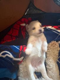 maltese 