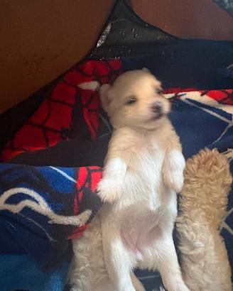 maltese 