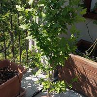 Pianta di Ibisco bianco