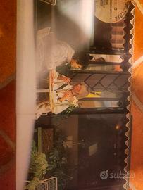 Lucio Battisti " Una donna per amico"