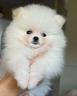cucciolata-spitz-pomerania-m-e-f