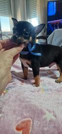 pinscher/chihuahua 