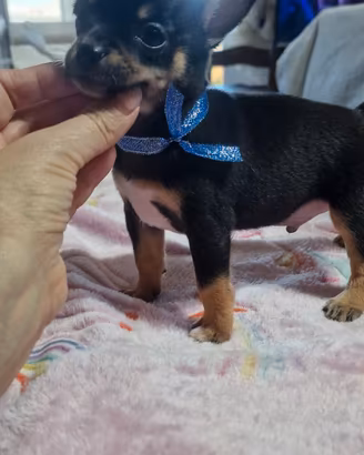 pinscher/chihuahua 