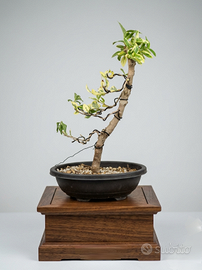 Bonsai Ligustrum Japonicum Texanum Variegatum