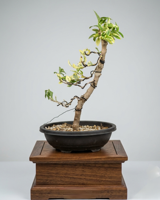 Bonsai Ligustrum Japonicum Texanum Variegatum
