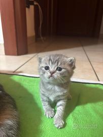 Gatti scottisch fold e straight