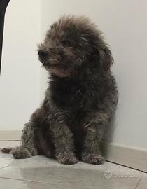 Barboncino in adozione