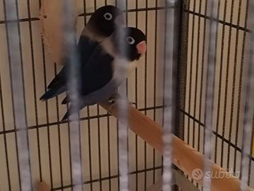inseparabili mascherato 