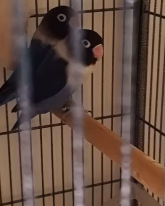 inseparabili mascherato 