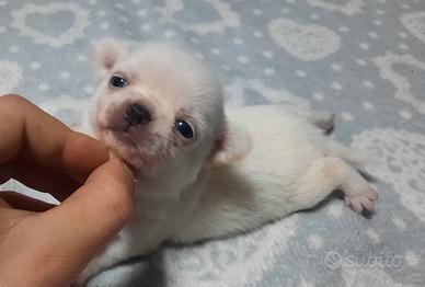 Chihuahua stupendi pedigree Enci