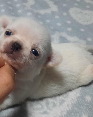 Chihuahua stupendi pedigree Enci