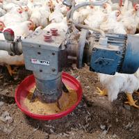 attrezzatura avicola