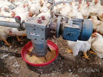 attrezzatura avicola