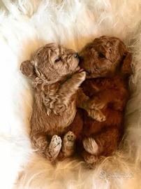 Barboncino Miny toy red