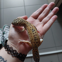 Geco leopardino