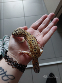 Geco leopardino