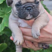 Bulldog francese pedigree ENCI