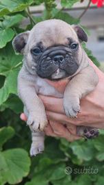 Bulldog francese pedigree ENCI