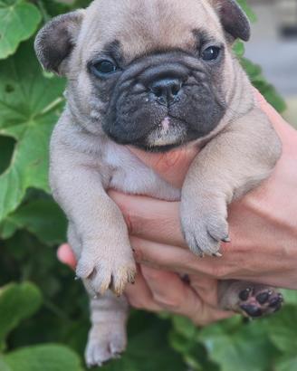 Bulldog francese pedigree ENCI