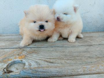 Spitz POMERANIA pedigree ENCI