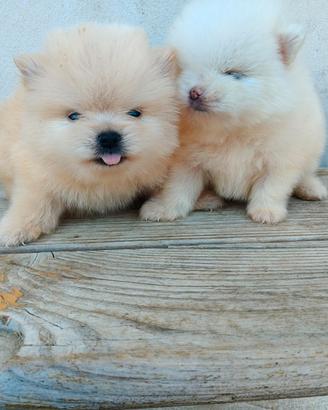 Spitz POMERANIA pedigree ENCI