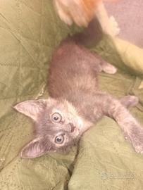 Gattini