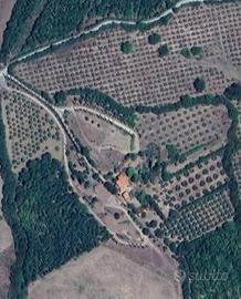 Azienda Agricola - Campagnatico