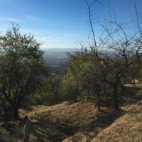 Uliveto panoramico con box