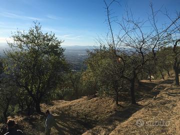 Uliveto panoramico con box