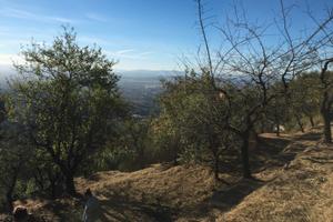 Uliveto panoramico con box