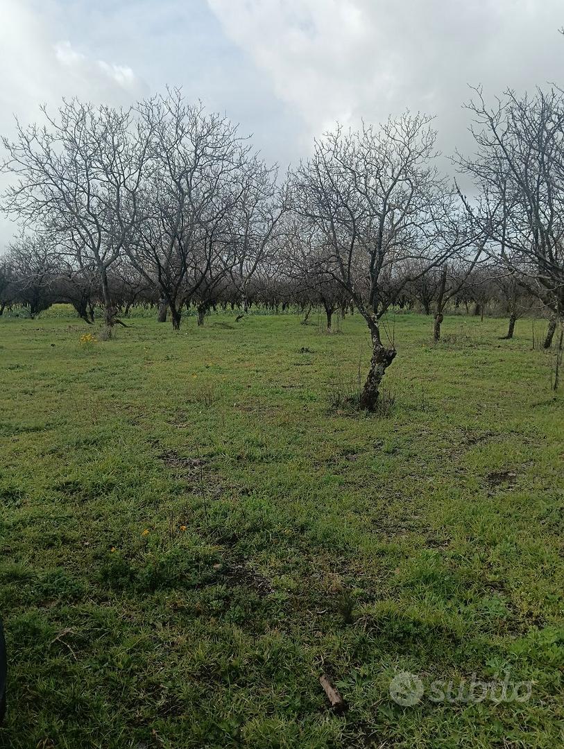 Terreno agricolo - Vista 3