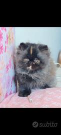 gatti persiani cuccioli 