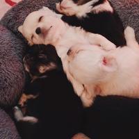 Chihuahua cuccioli