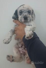 Setter inglese cucciolo bianco e nero