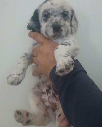 Setter inglese cucciolo bianco e nero