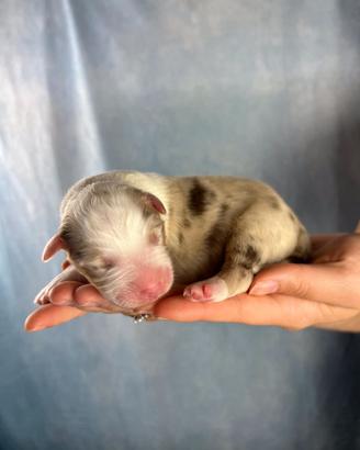 Cuccioli australian shepherd - pastore australiano