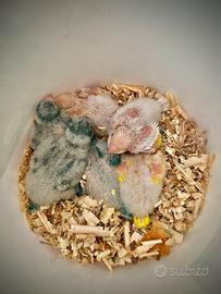 Parrocchetti Monaci Da Imbecco